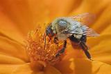 Bee On An Orange Flower_50965